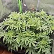 Banana Purple Punch Auto RF3 organic.