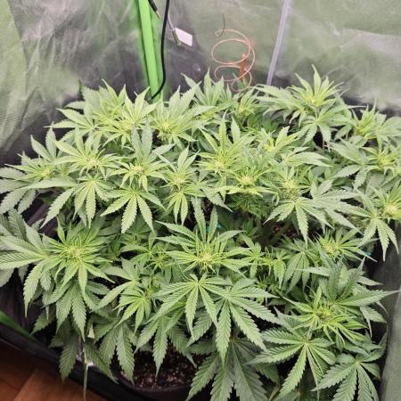 Banana Purple Punch Auto RF3 organic.