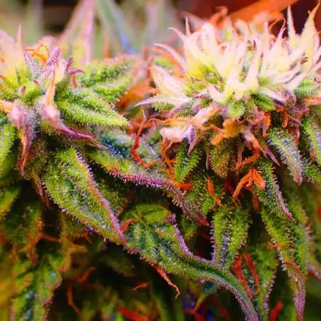 Pineapple express f1 pro grow