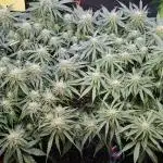Pineapple express f1 pro grow