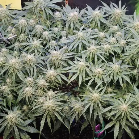 Pineapple express f1 pro grow