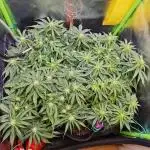 Pineapple express f1 pro grow