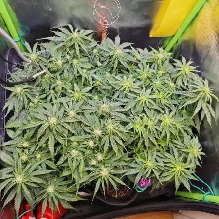 Pineapple express f1 pro grow
