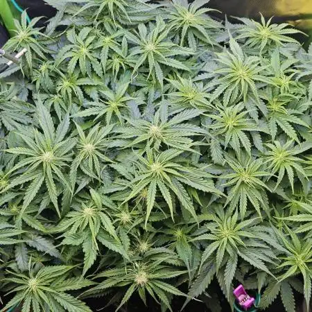Pineapple express f1 pro grow