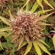 Banana Purple Punch Auto RF3 organic.