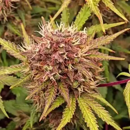 Banana Purple Punch Auto RF3 organic.