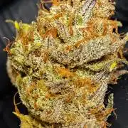 Guava Auto RF3 organic.