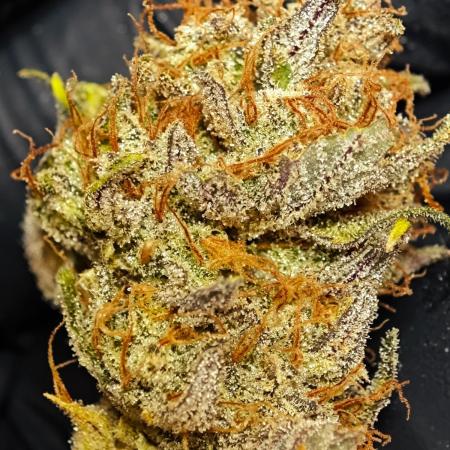 Guava Auto RF3 organic.