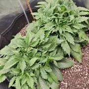 Banana Purple Punch Auto RF3 organic.