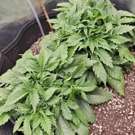 Banana Purple Punch Auto RF3 organic.