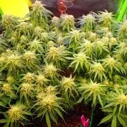 Pineapple express f1 pro grow