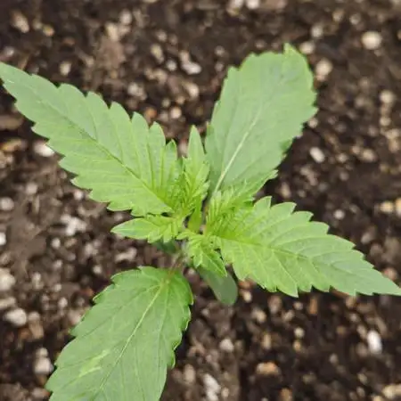 Guava Auto RF3 organic.