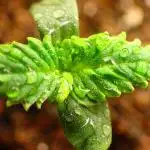 Banana Purple Punch Auto RF3 organic.