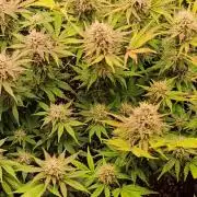 Banana Purple Punch Auto RF3 organic.