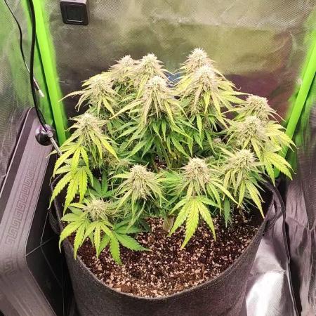 Pineapple Express F1 auto