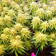 Pineapple express f1 pro grow