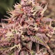 Banana Purple Punch Auto RF3 organic.