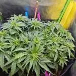 Pineapple express f1 pro grow