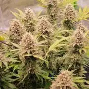 Banana Purple Punch Auto RF3 organic.