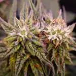 Pineapple express f1 pro grow