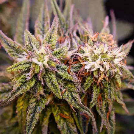 Pineapple express f1 pro grow