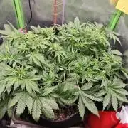 Banana Purple Punch Auto RF3 organic.