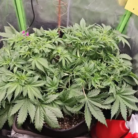 Banana Purple Punch Auto RF3 organic.