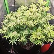 Banana Purple Punch Auto RF3 organic.