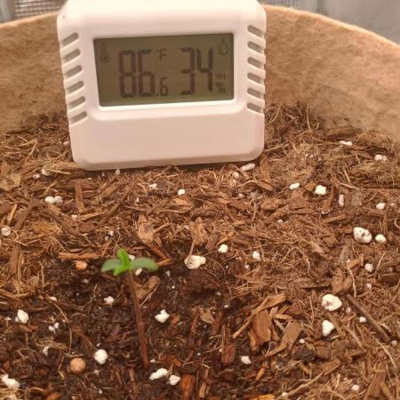 Special Kush ( Trying New Techniques )