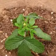 Special Kush ( Trying New Techniques )