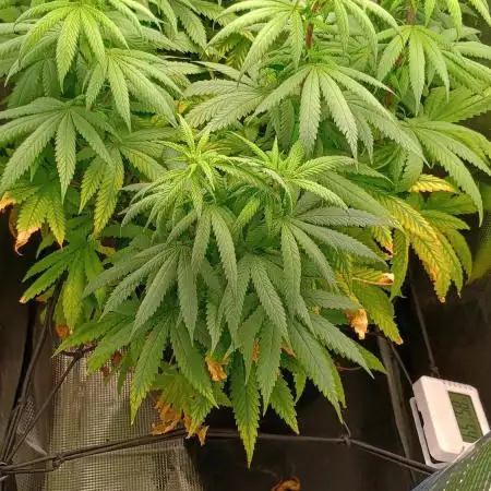 Special Queen #1