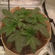 Special Kush ( Trying New Techniques )