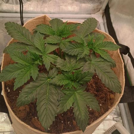 Special Kush ( Trying New Techniques )