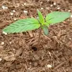 Special Kush ( Trying New Techniques )