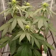 Special Kush ( Trying New Techniques )