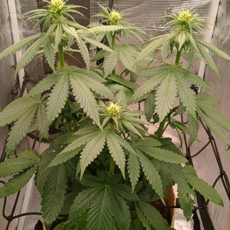 Special Kush ( Trying New Techniques )