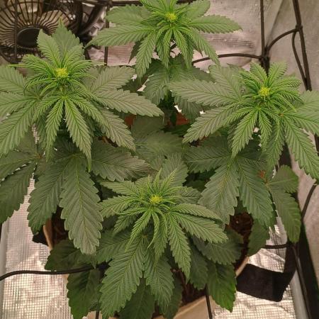 Special Kush ( Trying New Techniques )