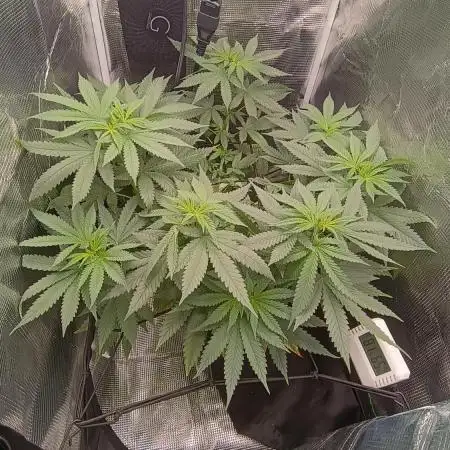 Special Queen #1