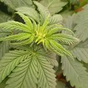 Special Kush ( Trying New Techniques )