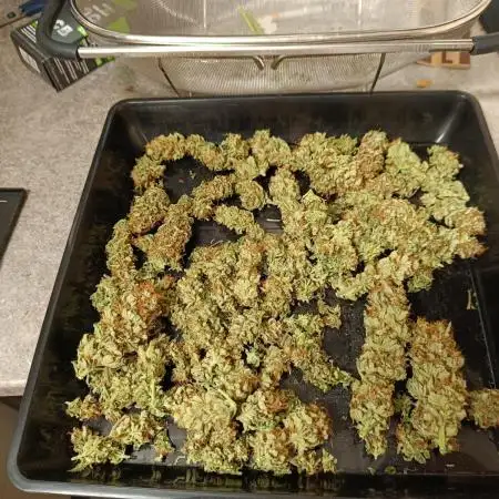 Hindu kush - Sensi Seeds