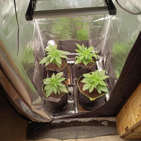 Hindu kush - Sensi Seeds