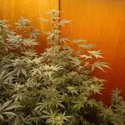 Lemy x Sour Diesel