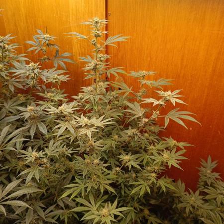 Lemy x Sour Diesel