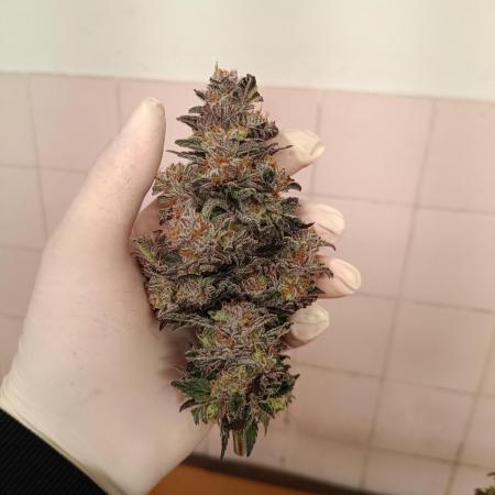 Eternity Grow Cup - Runtz