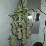 Lemy85_2