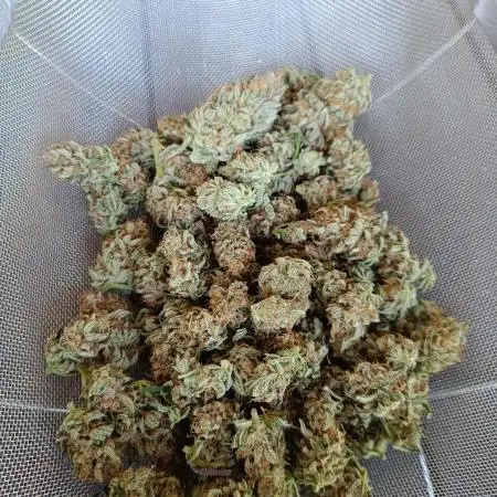Hindu kush - Sensi Seeds