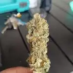Soure Diesel von Nordkraut.seeds