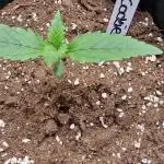 Trying out FastBuds Gorilla Cookie Auto