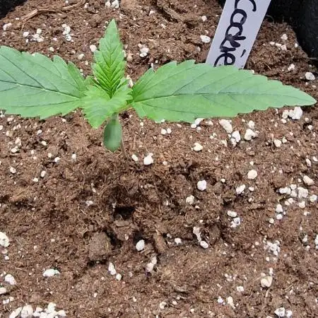 Trying out FastBuds Gorilla Cookie Auto