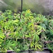 Platinum Lantz Project (plus more)